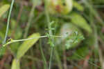 Coastal plain angelica